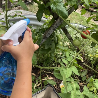 Gardening - Watering our Vegie garden